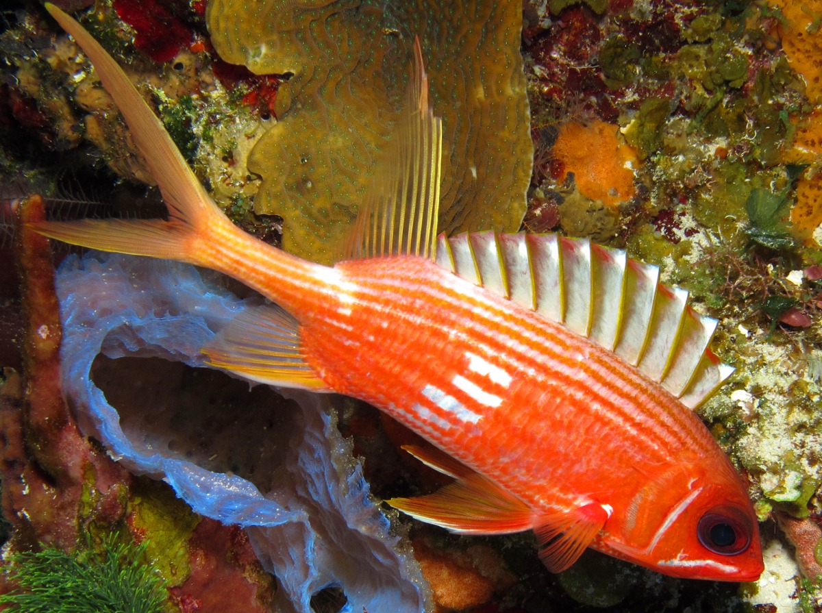 Longspine Squirrelfish